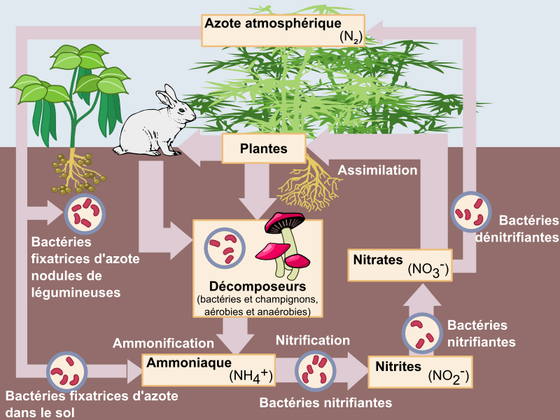 Un diagramme montrant des flèches traversant le sol, des plantes, un lapin et des champignons.